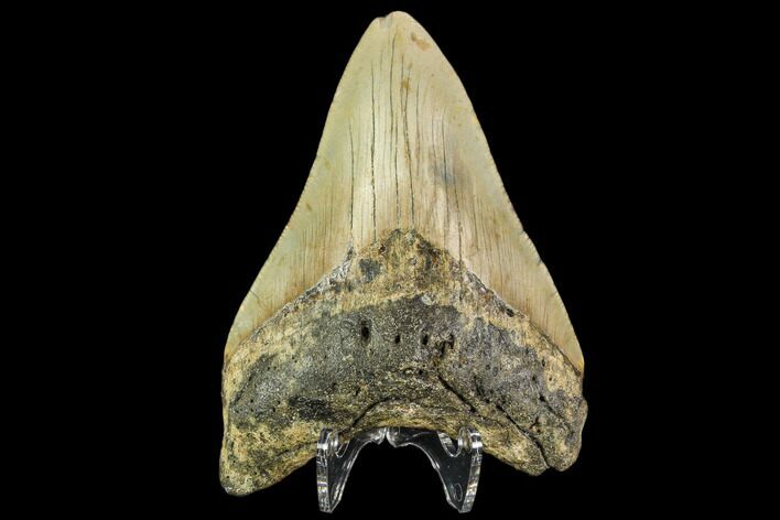 Fossil Megalodon Tooth - North Carolina #109716